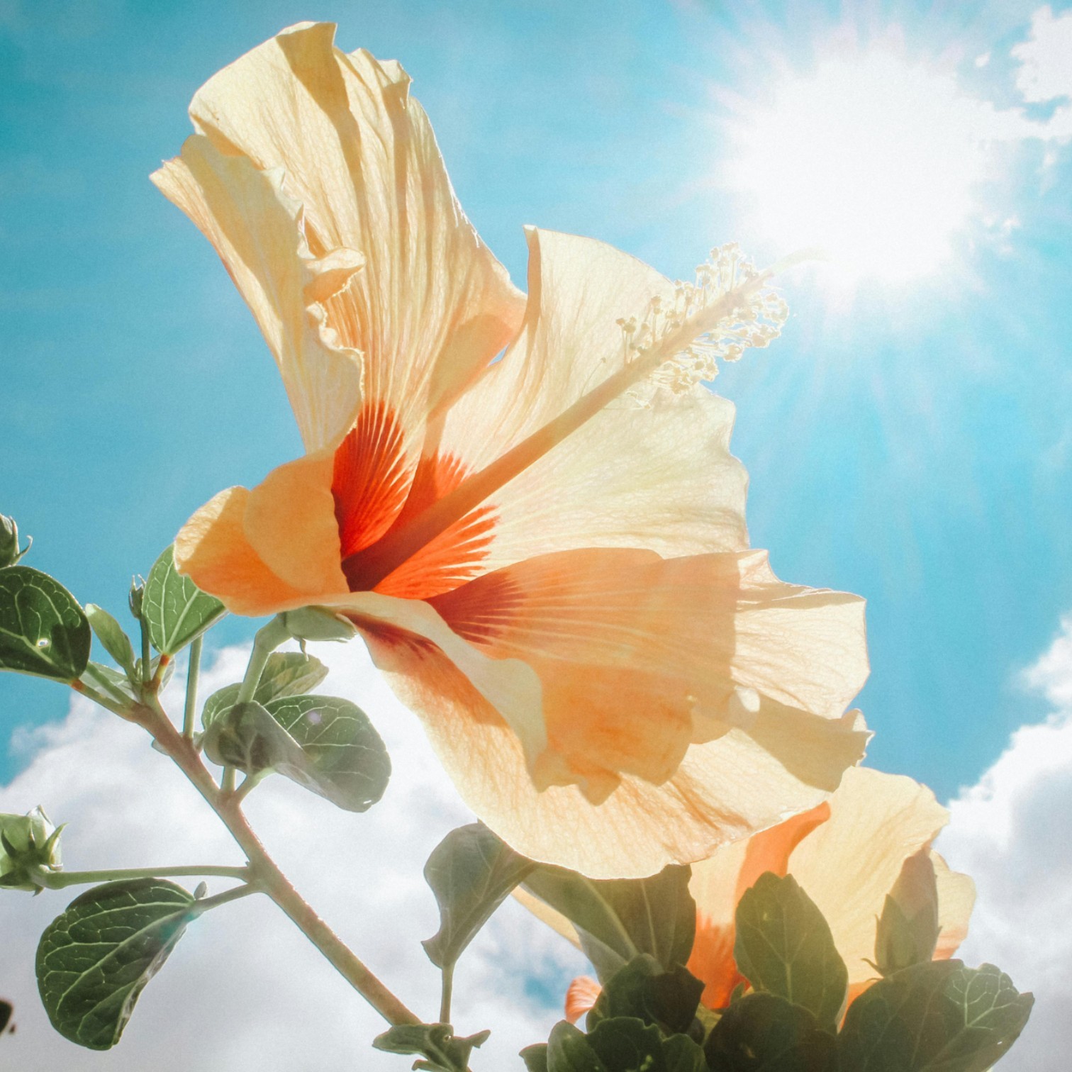 Yellowish Colour Hibiscus/Gudhal/Jasut/Joba/Jasuva Flower Live Plant for Home and Office Garden